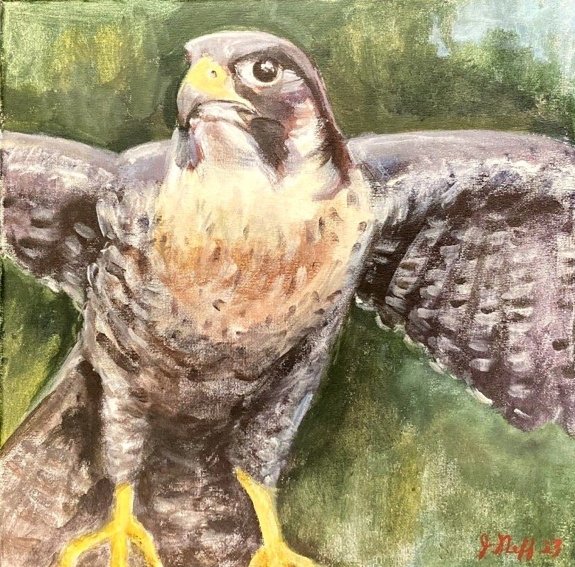Peregrine Falcon