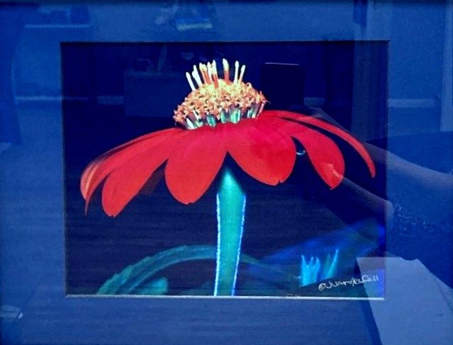 Colorado Bloomer