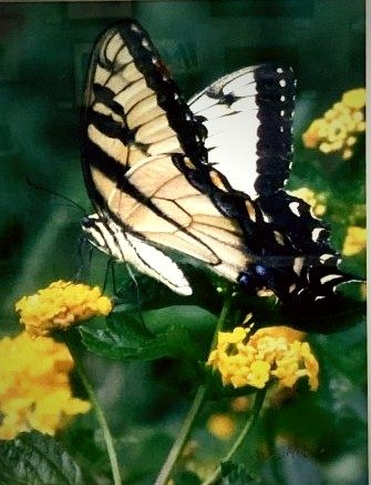 Swallowtail Beauty