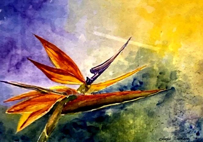 Bird of Paradise