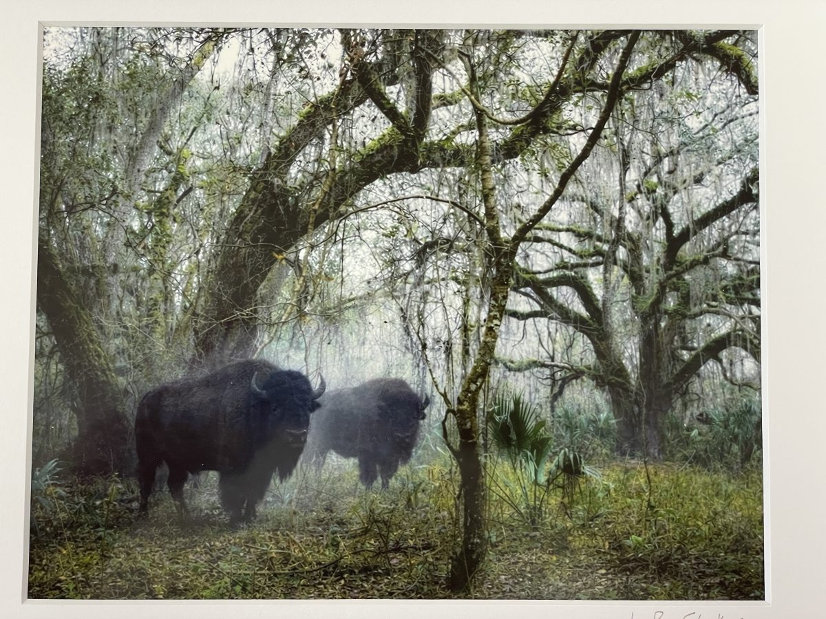 Buffalo at Bolens