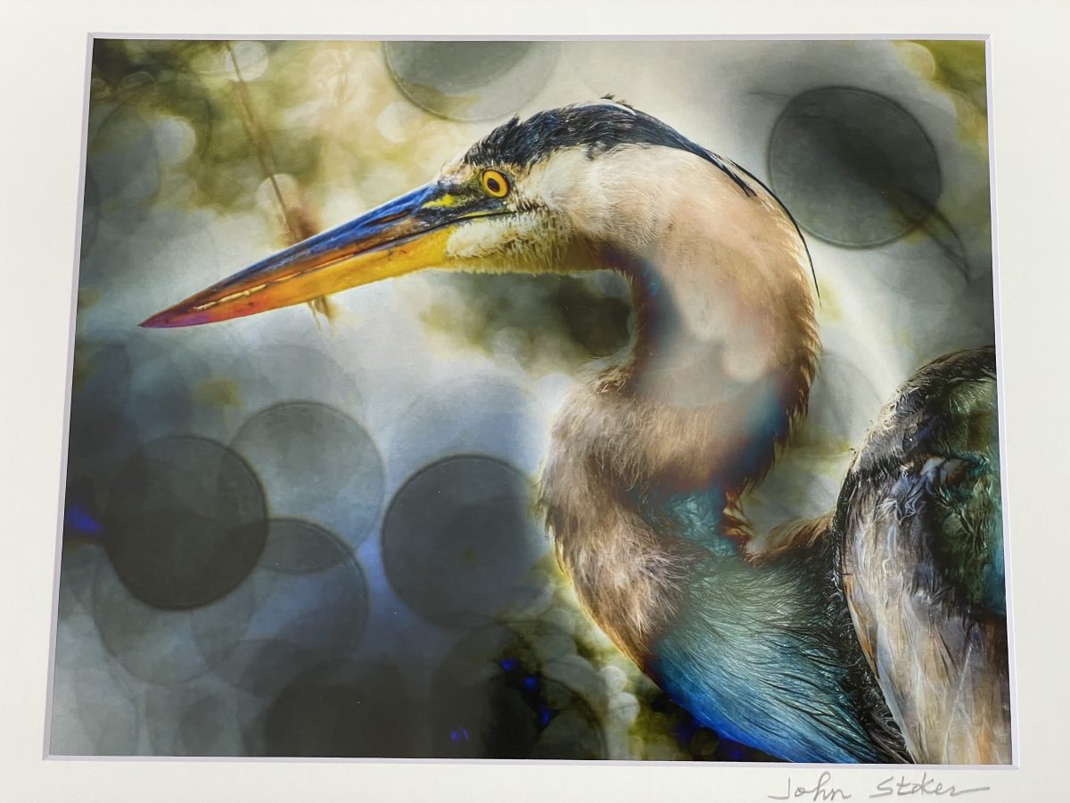 333 Great Blue Study