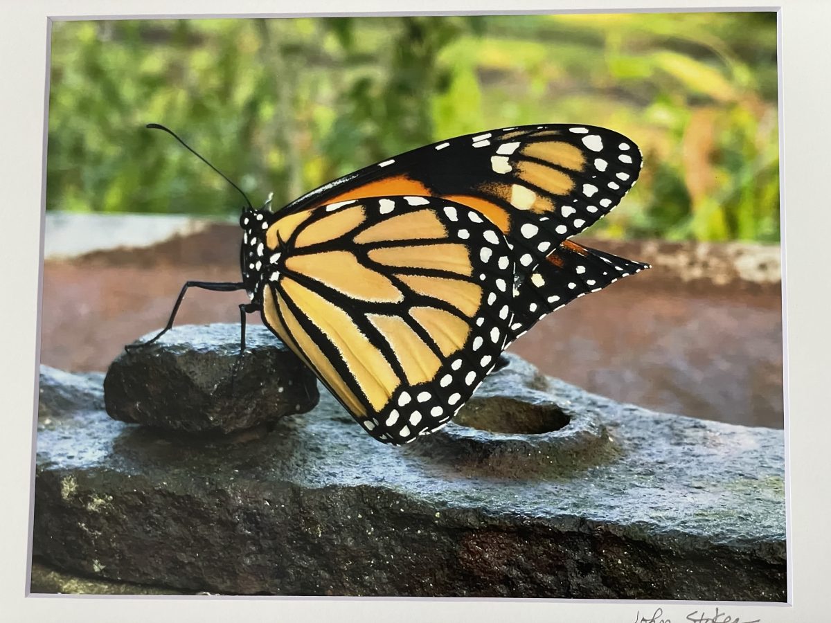 333 Iron Butterfly