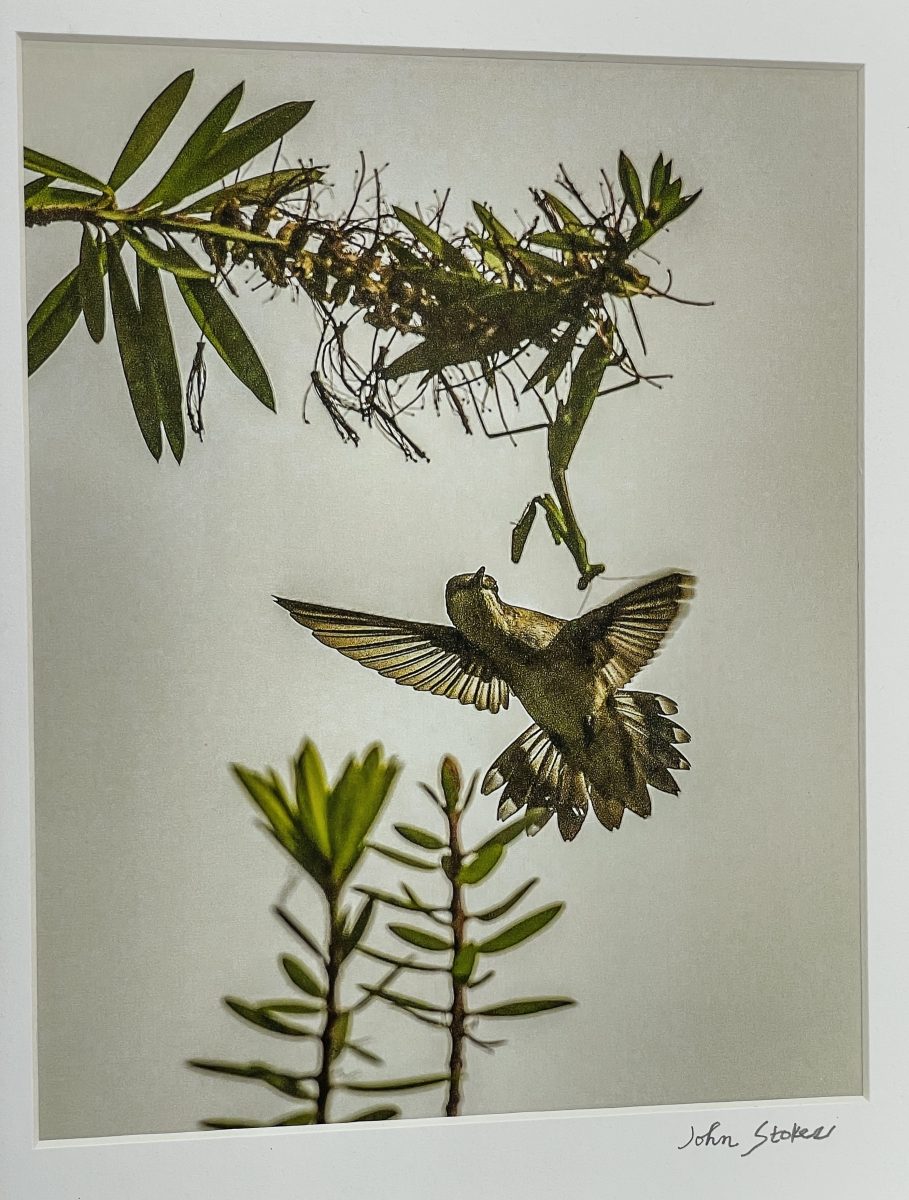 333 Hummingbird meets Mantis