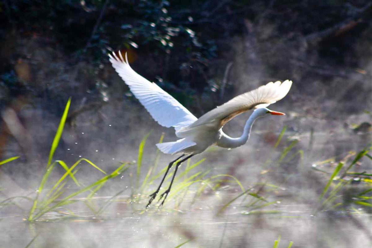 Winter Morning Flight #2