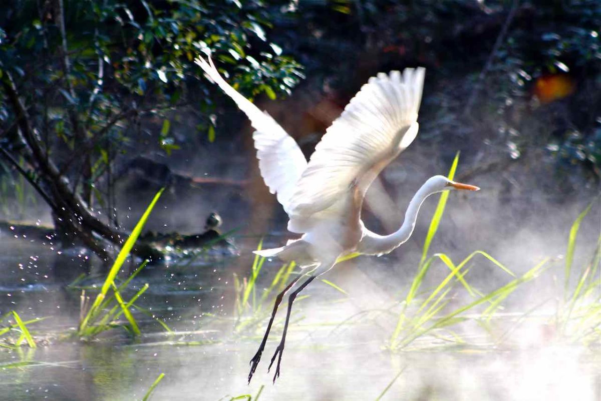 Winter Morning Flight #3