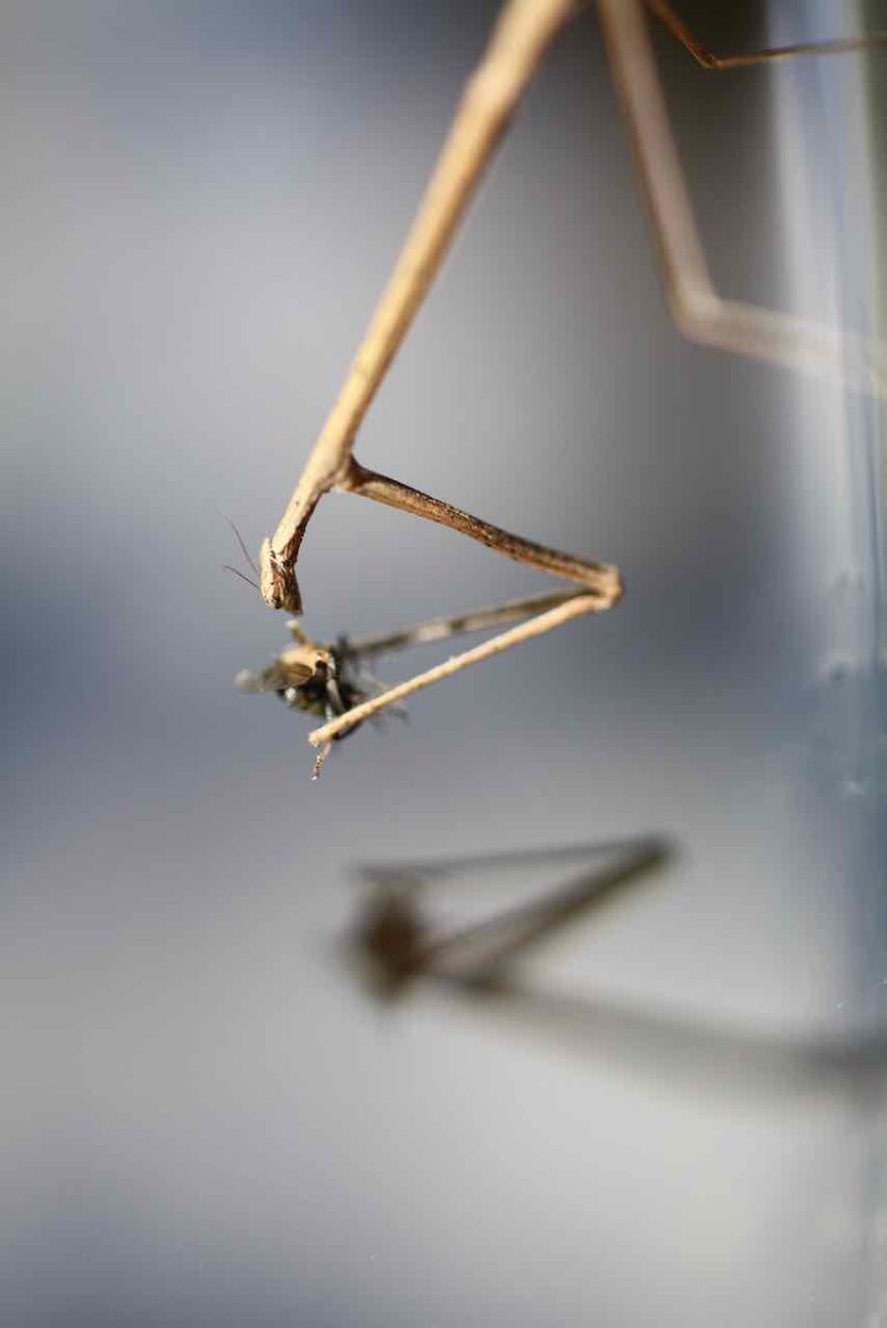 Praying Mantis Reflection