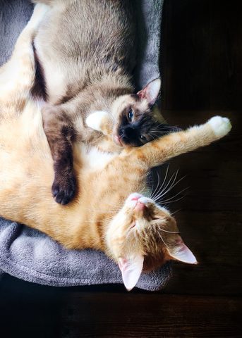 Entry #19 "Embrace the Meow" - Susan Permane