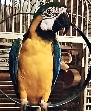 Entry #24 "Just A Swing" - Deborah Herring